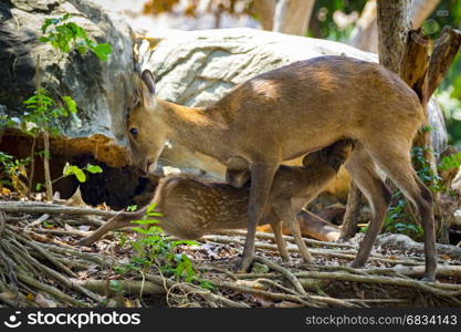 Image of a deer on nature background. wild animals.