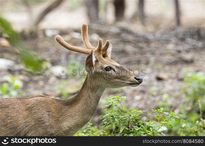 Image of a deer on white background.