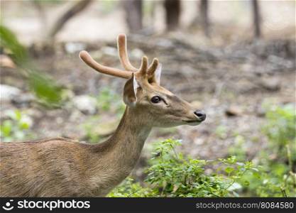 Image of a deer on white background.