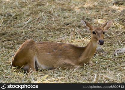 Image of a deer relax on nature background. wild animals.