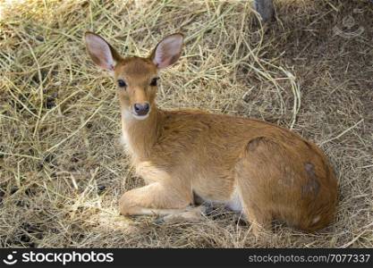 Image of a deer relax on nature background. wild animals.