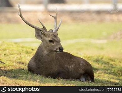 Image of a deer relax on nature background. Wild Animals.