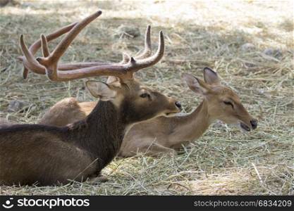 Image of a deers relax on nature background. wild animals.