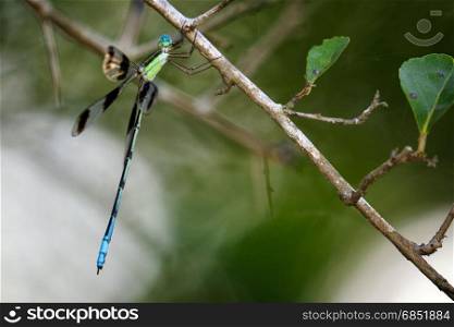 Image of a dragonflies (Orolestes octomaculatus) on nature background. Insect Animal