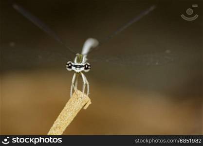 Image of a dragonfly (Amphipterygidae) on nature background. Insect Animal
