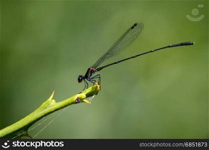 Image of a dragonfly (Onychargia atrocyana) on nature background. Insect Animal
