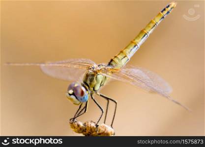 Image of a dragonfly ( sympetrum sp ) accomplished like photo of approximation.. Dragonfly ( sympetrum sp )