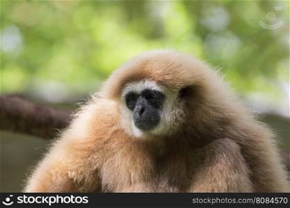 Image of a gibbon on nature background.