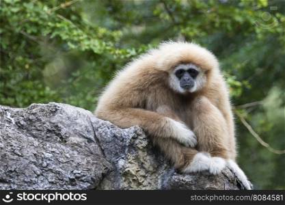 Image of a gibbon sitting on rocks