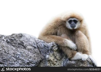Image of a gibbon sitting on rocks on white background. Monkey.