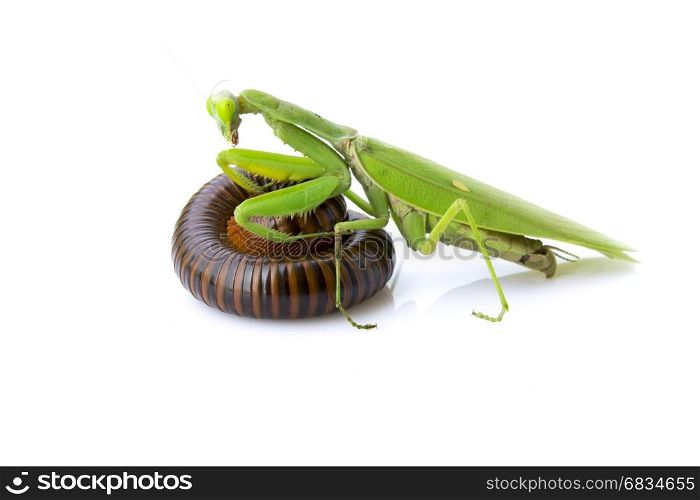 Image of a green mantis and millipede on white background. Insect., Reptile Animal.