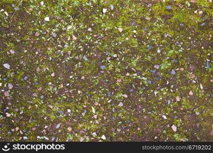image of a green moss on the ground