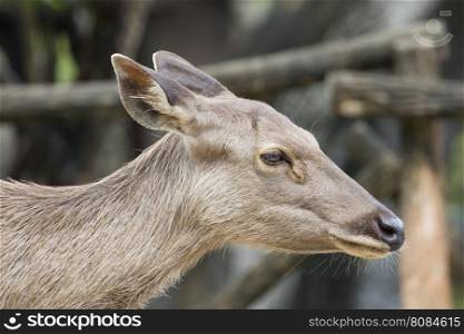 Image of a head deer on nature background.
