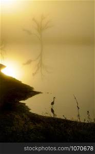 Image of a lake and a tree with the sunrise in backlight