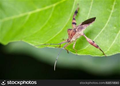 Image of a Leaf-footed bugs on green leaves. Insect Animal