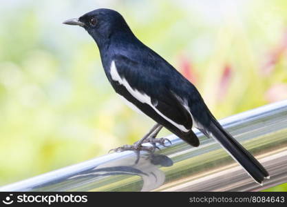 Image of a magpie perched on nature background.