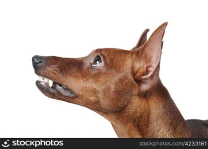 image of a Miniature Pinscher. Isolated on white background