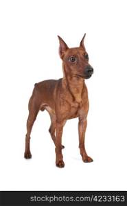 image of a Miniature Pinscher. Isolated on white background