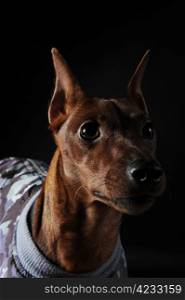 image of a Miniature Pinscher on black background