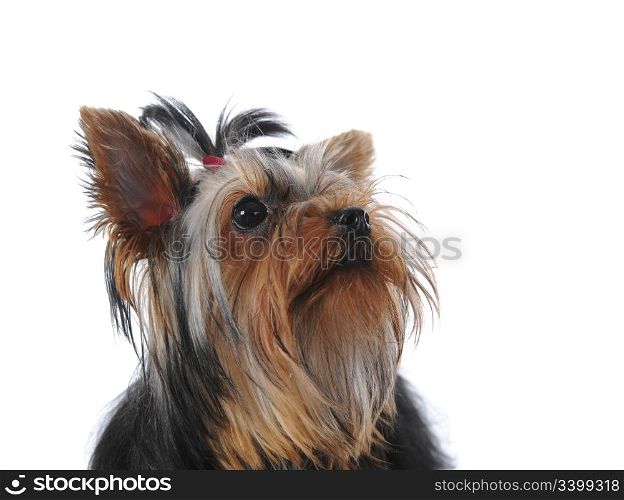 image of a Miniature Yorkshire Terrier at the table. Isolated on white background
