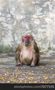 Image of a monkey on nature background. Wild Animals. (Stump-tailed macaque)