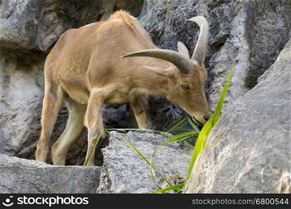 Image of a mountain goats standing on a rock and eating grass. Wild Animals.