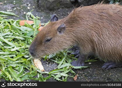 Image of a muskrat (Ondatra zibethicus) eating morning glory