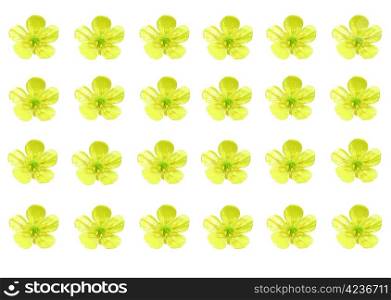 Image of a number of yellow buttercups