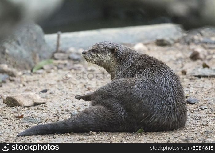 Image of a otter on nature background.