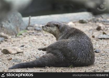 Image of a otter on nature background.
