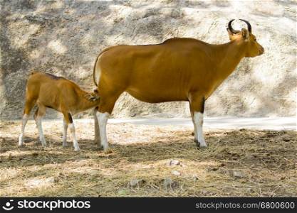 Image of a red bull female and red calf on nature background. wild animals.