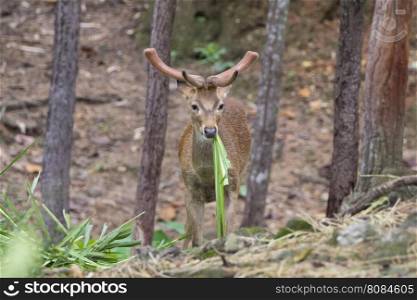 Image of a sambar deer munching grass in the forest.