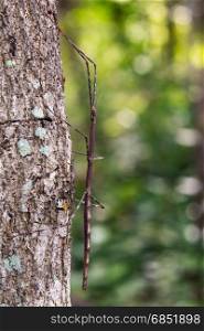 Image of a siam giant stick insect on the tree. Insect Animal