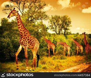 Image of a South African giraffes, big family graze in the wild forest, wildlife animals safari, Kruger National Park, bushes of Sabi Sand game drive reserve, beautiful nature of Africa continent