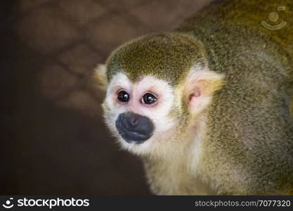 Image of a squirrel monkey in the cage. Wild Animals.