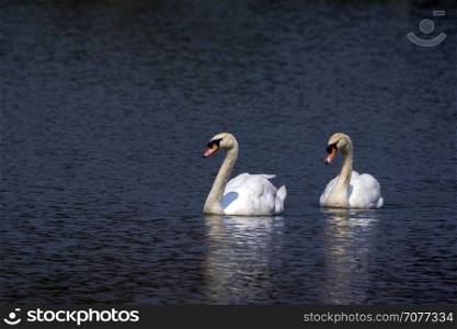 Image of a swan on the water. Wild Animals.