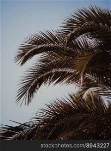 Image of a tropical palm tree moved by the wind