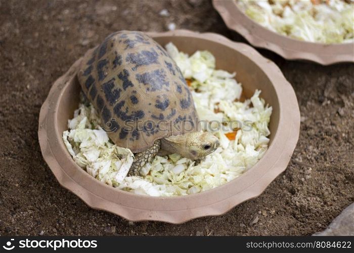 Image of a turtle eating in pots