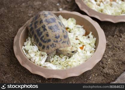 Image of a turtle eating in pots