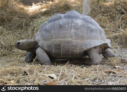 Image of a turtle on the ground. Wild Animals. (Geochelone sulcata)