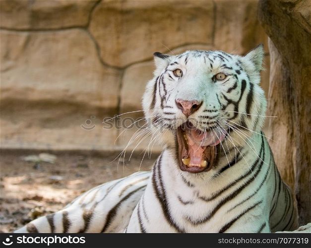 Image of a white tiger on nature background. Wild Animals.