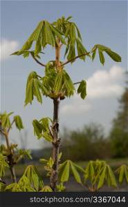 Image of a young chestnut, growing in the park