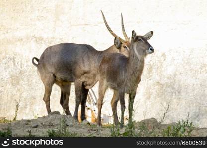 Image of an antelope standing staring on nature background. Wild Animals.