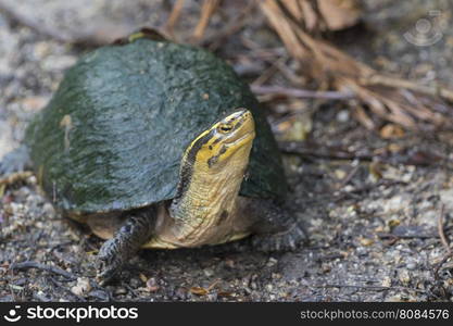 Image of an eastern chicken turtle in thailand