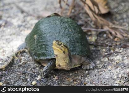 Image of an eastern chicken turtle on nature background.