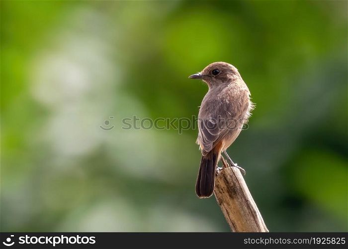 Image of Asian Brown Flycatcher (Muscicapa dauurica) on branch on nature background. Bird. Animals.