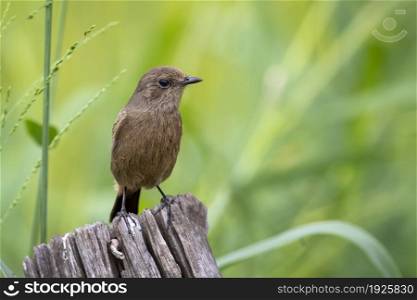 Image of Asian Brown Flycatcher (Muscicapa dauurica) on stump on nature background. Bird. Animals.