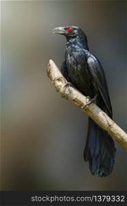 Image of Asian koel bird(male) on the branch on natural background. (Eudynamys scolopaceus). Birds. Animal.