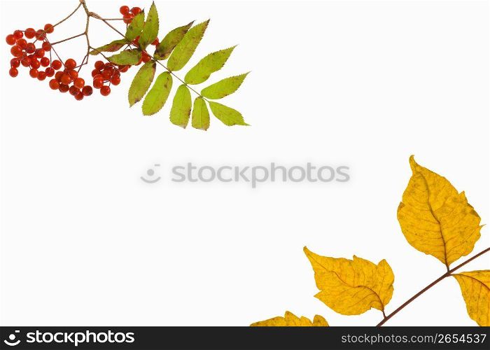 Image of autumn