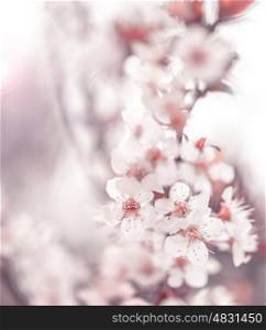 Image of beautiful cherry blossom, abstract natural background, fine art, spring time season, apple blooming in sunny day, floral wallpaper, soft focus, little white flowers on tree branch